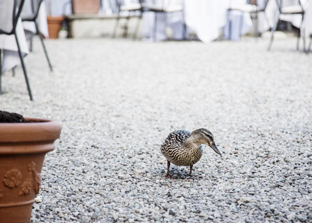 Albergo Ristorante Il Verbano Stresa Exterior foto